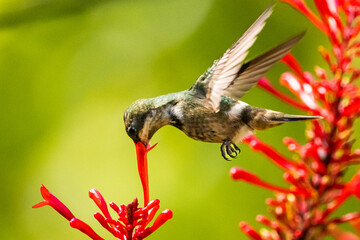 Beija-flor em uma flor na Mata Atlântica, Beija-flor-de-topete-verde / Hummingbird on a flower in...