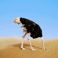 ostrich on the beach