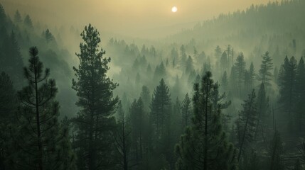 A smoky haze settling over a forest during a wildfire, obscuring visibility and posing respiratory risks to both humans and wildlife