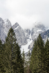 A snowy mountains in the clouds behind some evergreen trees.