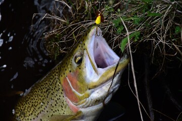 Rainbow trout with a sprinner