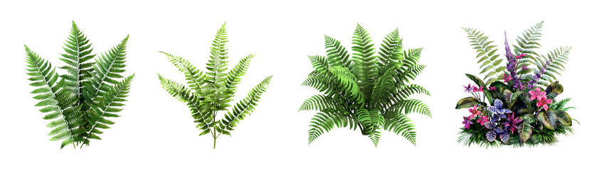 3D Rendering Pack of a Fern Plant on Transparent Background - Ai Generated