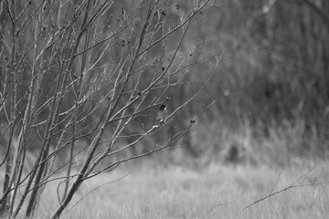 Marais Kingsbury 4 Mai 2024 N&B