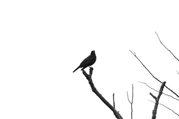 Marais Kingsbury 4 Mai 2024 N&B