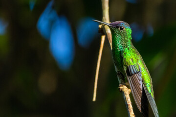 Um beija-flor pousado em um galho na Mata Atlântica, Beija-flor-de-fronte-violeta / A hummingbird...