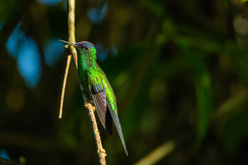 Um beija-flor pousado em um galho na Mata Atlântica, Beija-flor-de-fronte-violeta / A hummingbird perched on a branch in the Atlantic Forest, Violet-capped Woodnymph