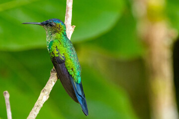 Um beija-flor pousado em um galho na Mata Atlântica, Beija-flor-de-fronte-violeta / A hummingbird perched on a branch in the Atlantic Forest, Violet-capped Woodnymph