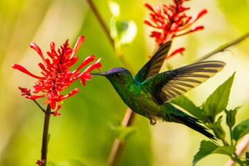 Beija-flor em uma flor na Mata Atlântica, Beija-flor-de-fronte-violeta / Hummingbird on a flower in the Atlantic Forest, Violet-capped Woodnymph