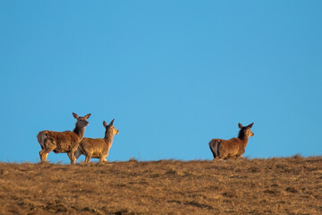 Three outgoing wild female deer on a hill during early spring.