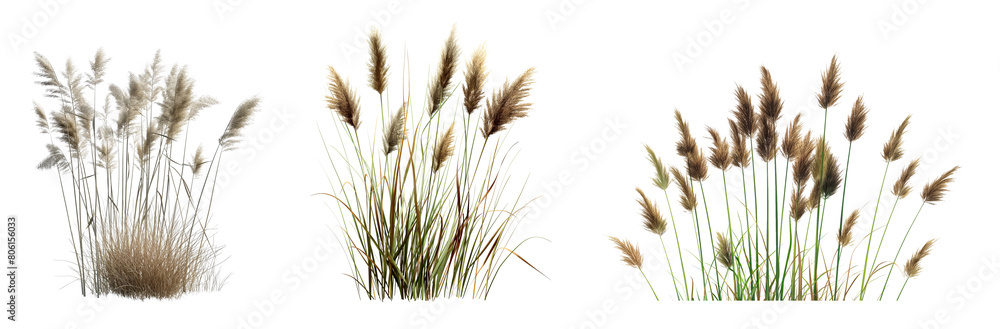 Poster 3d render of reeds collection isolated on white or transparent background