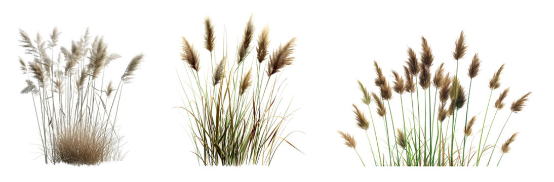 3d render of reeds collection isolated on white or transparent background - Powered by Adobe