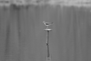 Marais Kingsbury 4 Mai 2024 N&B