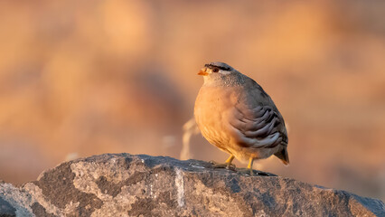See-see Partridge