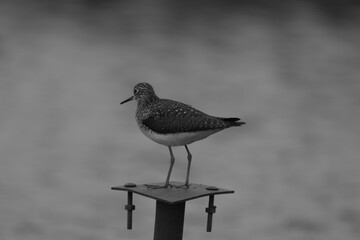 Marais Kingsbury 4 Mai 2024 N&B