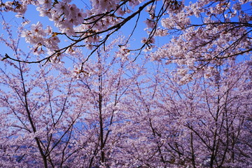 Mt. Fuji with Cherry Blossom or Pink Sakura Flower over Blue Sky in Yamanashi, Japan - 日本 山梨県 新倉山浅間公園 春の桜 富士山