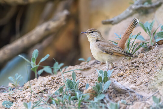 close-up shot of Rufous-tailed scrub robin
