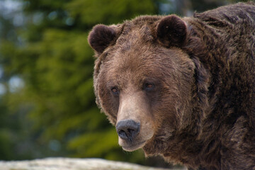 A closeup of a male grizzly bear's face.   Grouse Mountain, North Vancouver, Canada
