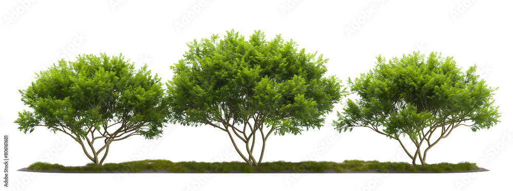 Poster bushes style transparent trees with soil isolated on white or transparent background, 3d rendering