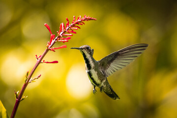 Beija-flor em uma flor na Mata Atlântica, Beija-flor-de-veste-preta / Hummingbird on a flower in the Atlantic Forest, Black-throated Mango