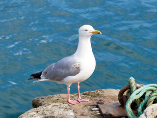 Herring gulls at Lyme Regis harbour against calm blue waters with boat ropes and lines
