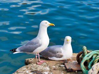 Herring gulls at Lyme Regis harbour against calm blue waters with boat ropes and lines