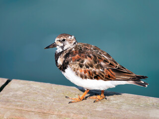 Ruddy Turnstone seabird in early summer plumage perched at the edge of the harbour wall against calm blue waters