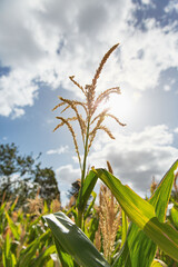 Majestic Cornstalks Reach for the Sky, Basking in Sunlight Amidst a Blue Cloudy Sky