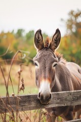 donkey close-up on a farm background