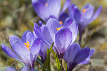 spring crocus flowers