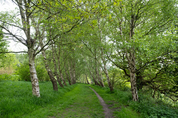 Avenue of trees in spring