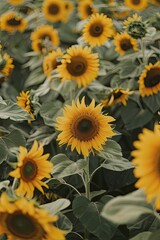fields of sunflowers nature. Selective focus