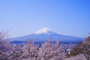 Mt. Fuji with Cherry Blossom or Pink Sakura Flower over Blue Sky in Yamanashi, Japan - 日本 山梨県 新倉山浅間公園 春の桜 富士山