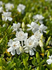 white gardenia bush in full bloom
