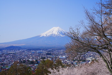 Mt. Fuji with Cherry Blossom or Pink Sakura Flower over Blue Sky in Yamanashi, Japan - 日本...