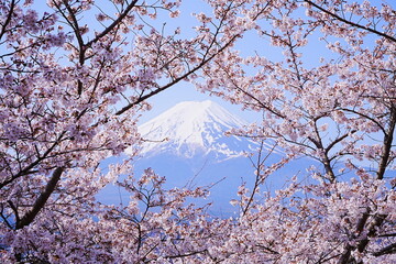 Mt. Fuji with Cherry Blossom or Pink Sakura Flower over Blue Sky in Yamanashi, Japan - 日本 山梨県 新倉山浅間公園 春の桜 富士山