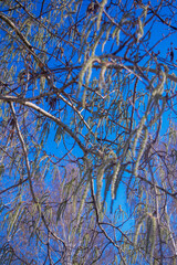 Aspen catkins hang from a branch. Soft, blurred background.