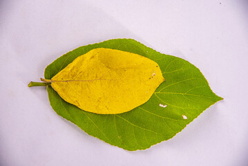 yellow leaf, isolated fall leaves on white background. natural scanned aspen yellow leaves set 
