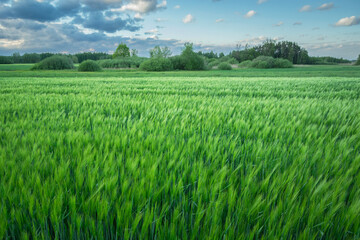 Large green barley field, view in eastern Poland