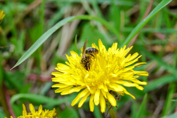 a bee immersed in a yellow dandelion flower collects nectar in the field