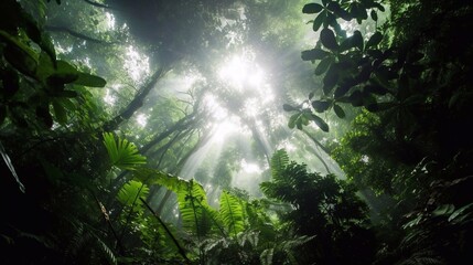 The sun shines down on the forest, photography, rainforest.