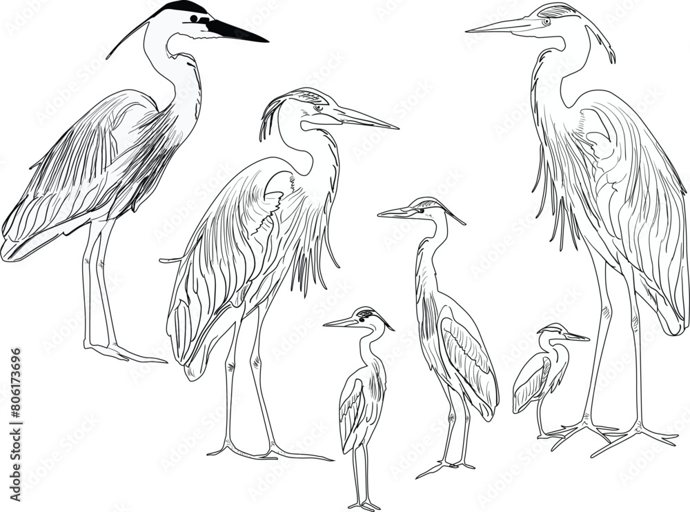 Wall mural six herons sketches collection isolated on white