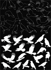 Obraz premium set of crow sketches and silhouettes isolated on black