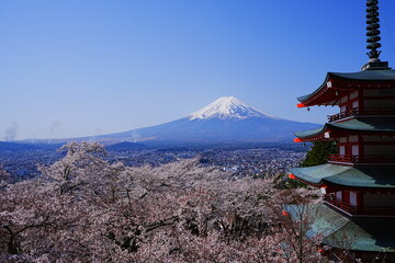 Fototapeta premium Mt. Fuji with Cherry Blossom and or Pink Sakura Flower and Five-story Pagoda over Blue Sky in Yamanashi, Japan - 日本 山梨県 新倉山浅間公園 春の桜 富士山 五重塔