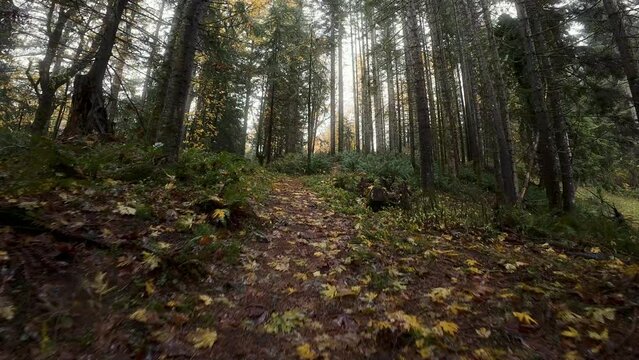 Walk in the Woods with Fall Leaves and Hazy Sunlight