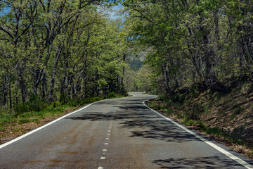 Empty asphalt road through the green trees.
