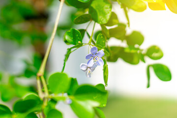 Ton Kaeo Chao Chom or its English name is Lignum Vitae, Beautiful flowers and sunlight is an...