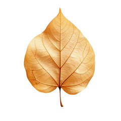 dry leaf isolated on transparent background
