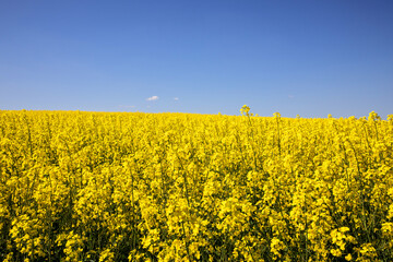 Obraz premium Yellow rapeseed field in the field and picturesque sky with white clouds. Blooming yellow canola flower meadows. Rapeseed crop in Ukraine.