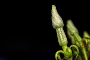 close up of close Jasminum