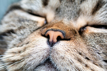 Close-up of a cat's nose